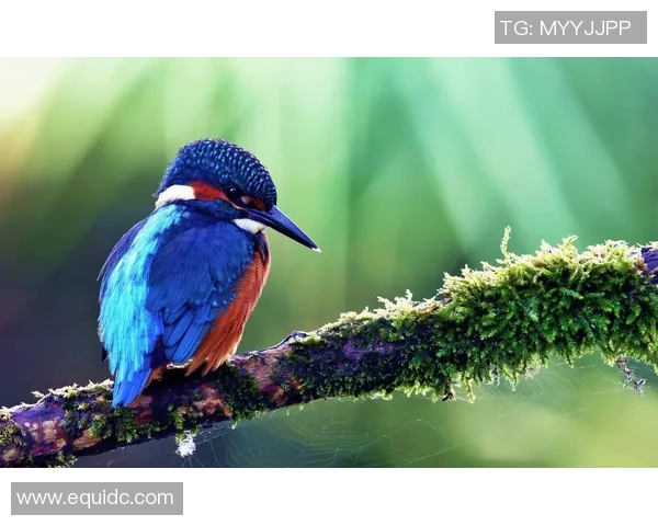 精彩绝伦的高清足球明星壁纸合集尽享视觉盛宴与激情瞬间 精彩绝伦的高清足球明星壁纸合集尽享视觉盛宴与激情瞬间